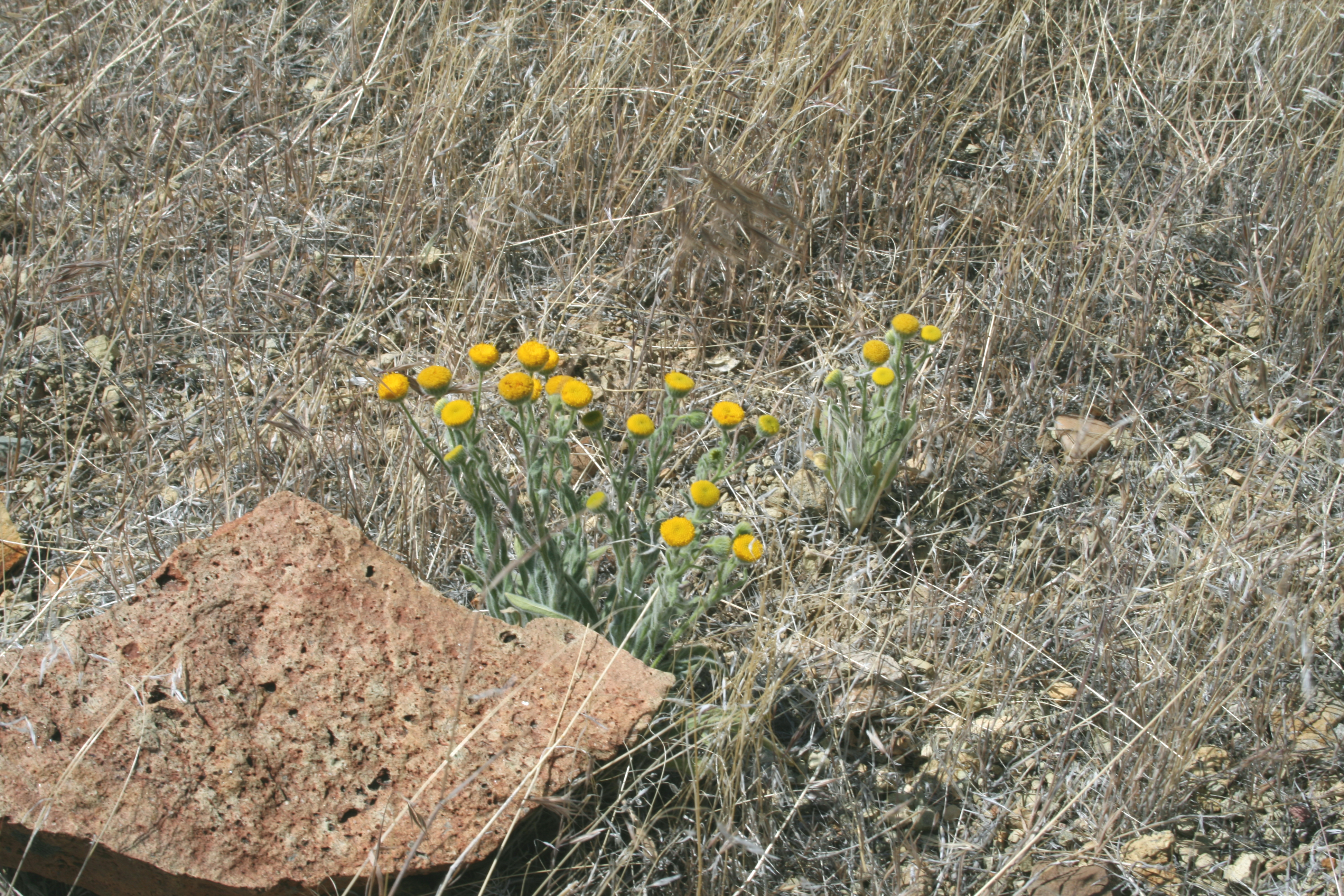 rayless shaggy fleabane, basin rayless daisy (Erigeron aphanactis)